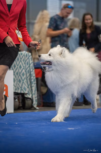 INTERCANIS Brno – Samojed