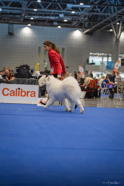 INTERCANIS Brno – Samojed