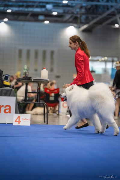INTERCANIS Brno – Samojed