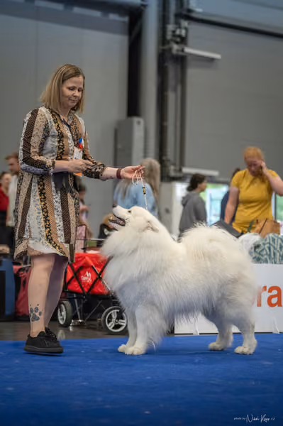 INTERCANIS Brno – Samojed