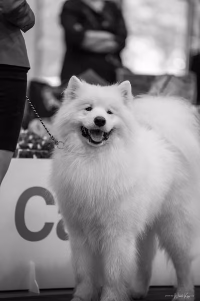 INTERCANIS Brno – Samojed