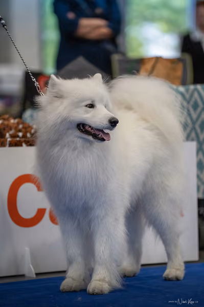 INTERCANIS Brno – Samojed