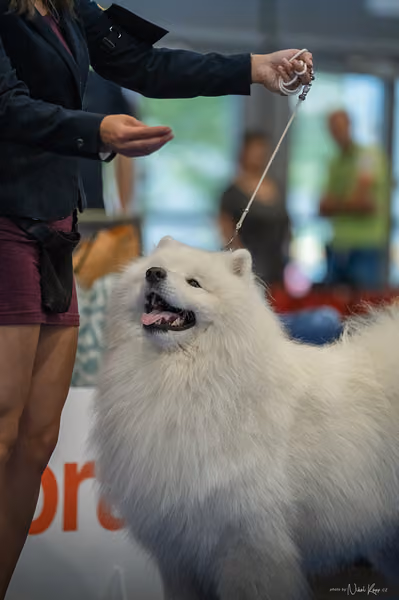 INTERCANIS Brno – Samojed