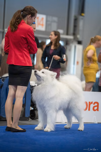 INTERCANIS Brno – Samojed