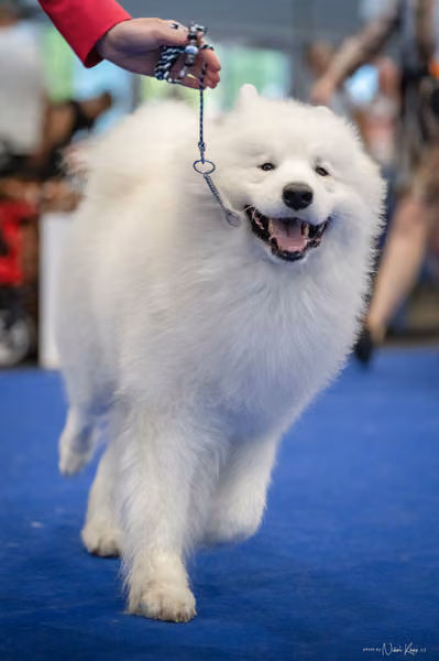 INTERCANIS Brno – Samojed