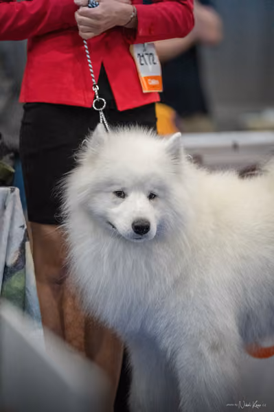 INTERCANIS Brno – Samojed