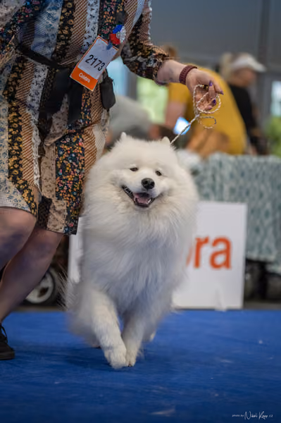 INTERCANIS Brno – Samojed