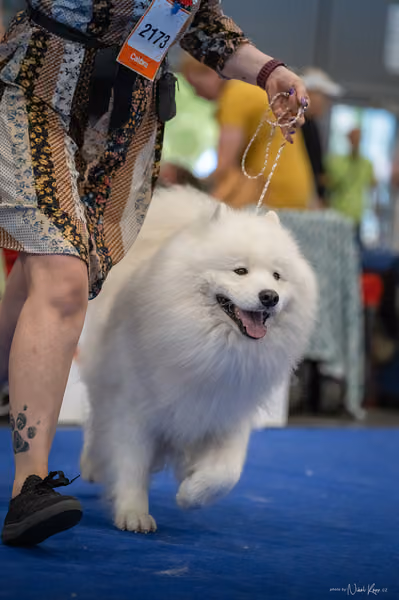 INTERCANIS Brno – Samojed