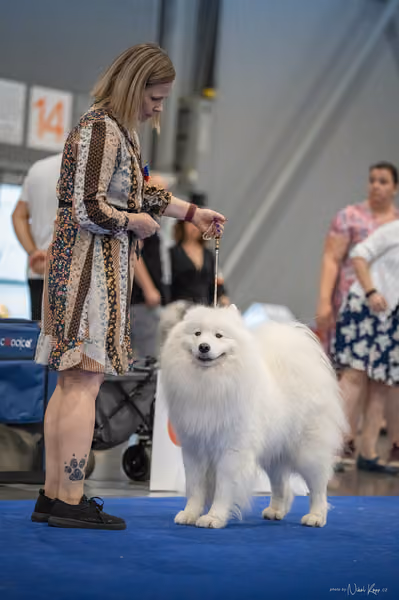 INTERCANIS Brno – Samojed