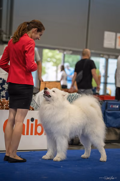 INTERCANIS Brno – Samojed