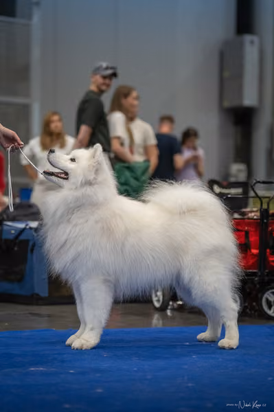INTERCANIS Brno – Samojed