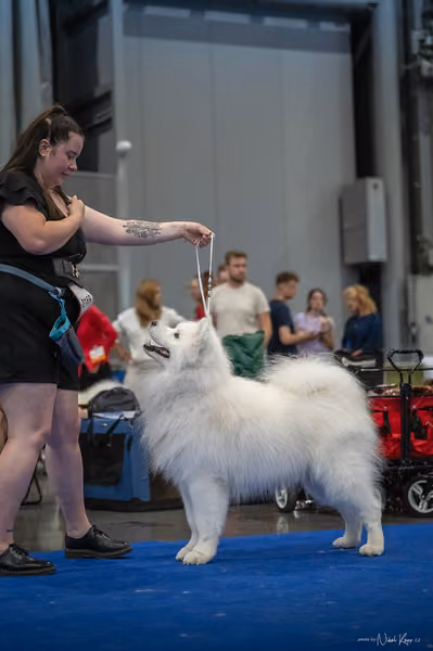 INTERCANIS Brno – Samojed