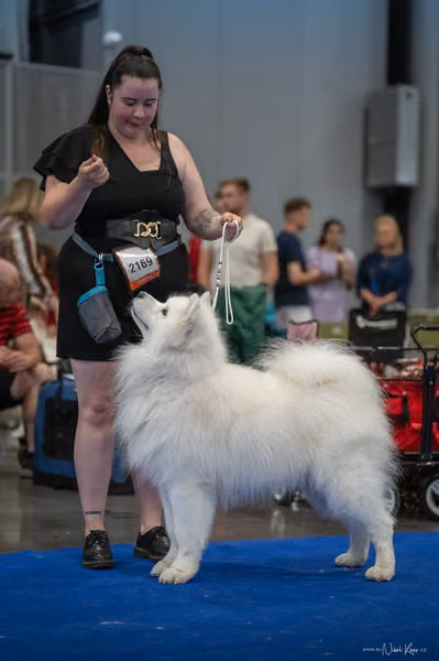 INTERCANIS Brno – Samojed
