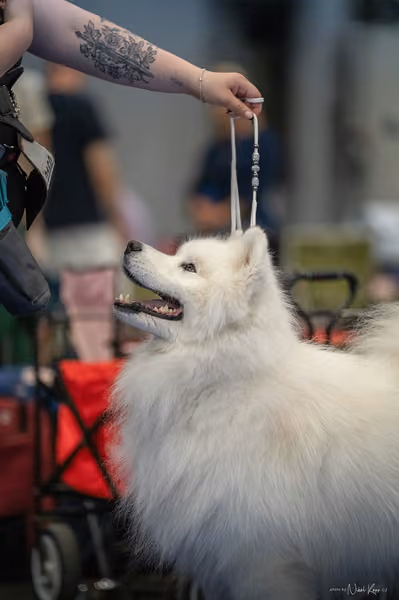 INTERCANIS Brno – Samojed