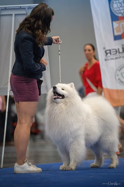INTERCANIS Brno – Samojed