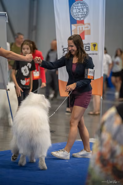 INTERCANIS Brno – Samojed