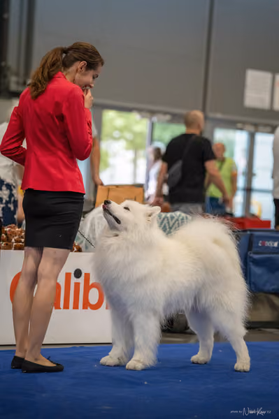 INTERCANIS Brno – Samojed
