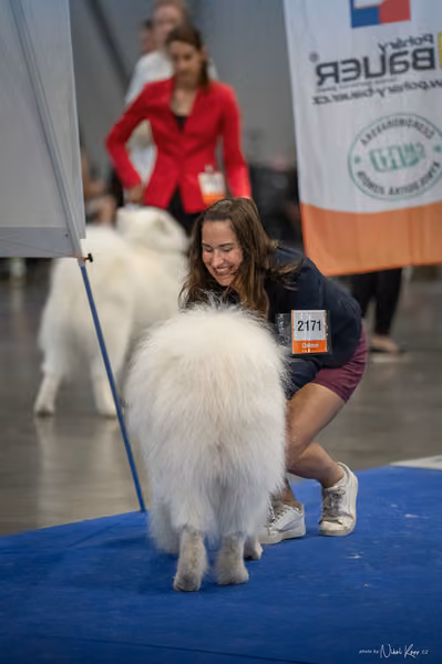 INTERCANIS Brno – Samojed