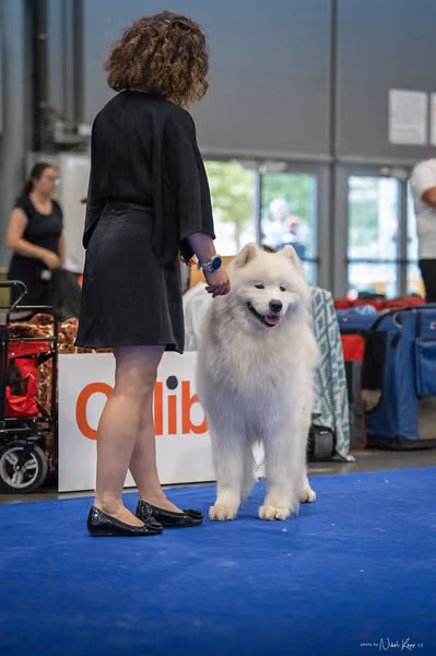 INTERCANIS Brno – Samojed