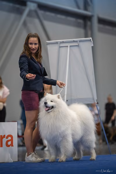 INTERCANIS Brno – Samojed