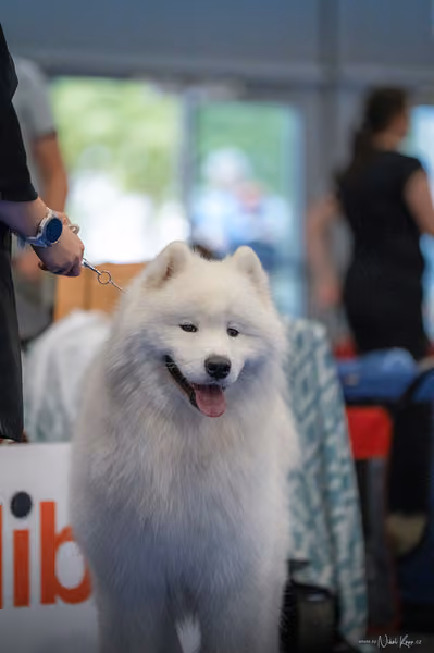 INTERCANIS Brno – Samojed