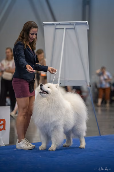 INTERCANIS Brno – Samojed