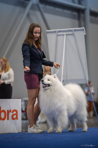INTERCANIS Brno – Samojed