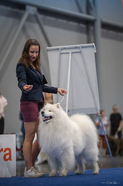 INTERCANIS Brno – Samojed