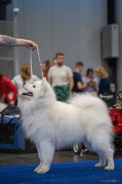 INTERCANIS Brno – Samojed