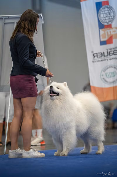 INTERCANIS Brno – Samojed