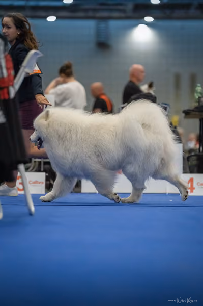 INTERCANIS Brno – Samojed