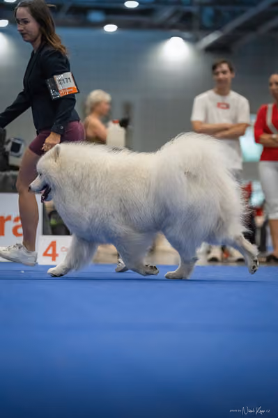 INTERCANIS Brno – Samojed