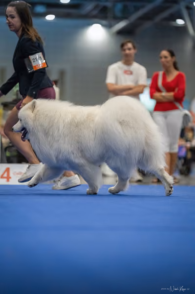 INTERCANIS Brno – Samojed
