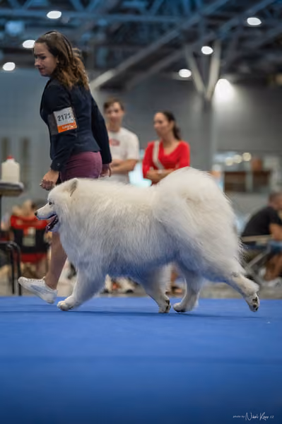 INTERCANIS Brno – Samojed