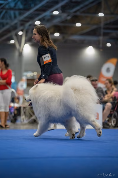 INTERCANIS Brno – Samojed