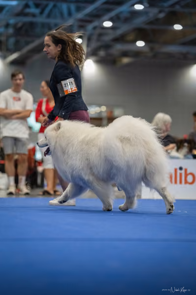 INTERCANIS Brno – Samojed