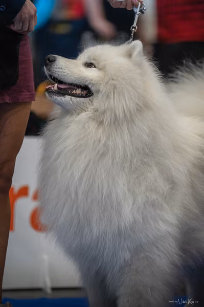 INTERCANIS Brno – Samojed