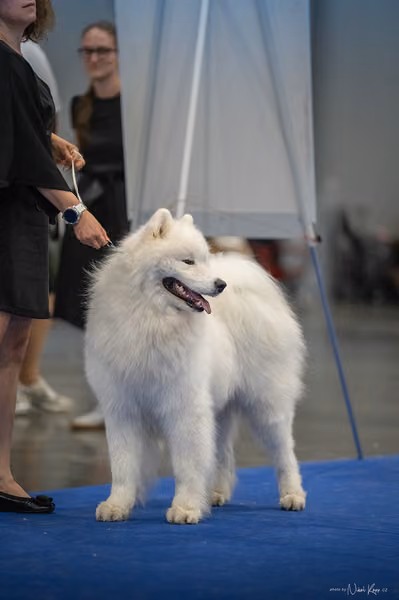 INTERCANIS Brno – Samojed