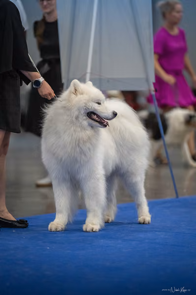 INTERCANIS Brno – Samojed