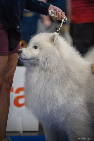 INTERCANIS Brno – Samojed