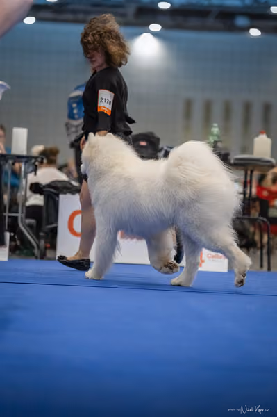 INTERCANIS Brno – Samojed