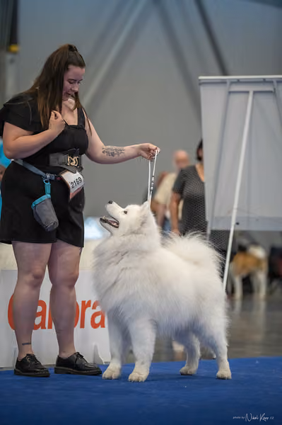 INTERCANIS Brno – Samojed