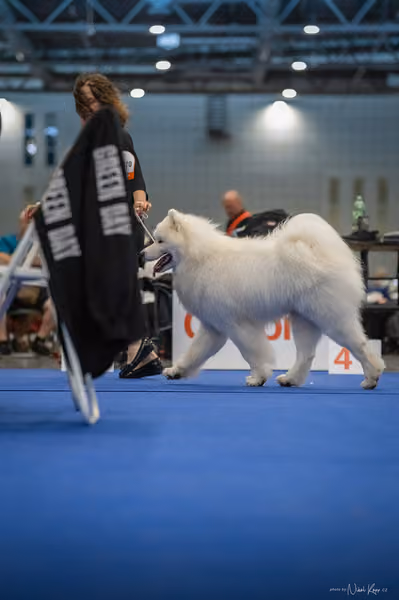 INTERCANIS Brno – Samojed