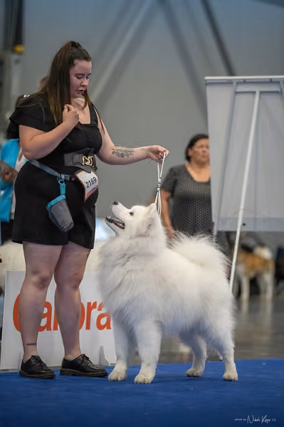 INTERCANIS Brno – Samojed