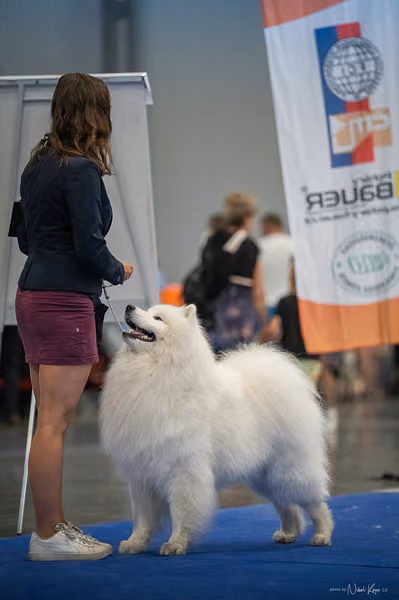 INTERCANIS Brno – Samojed
