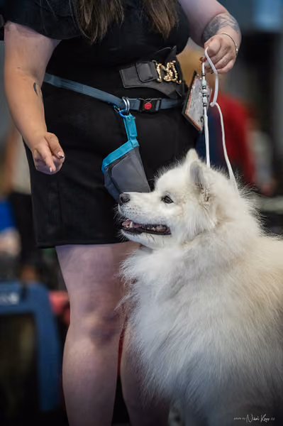 INTERCANIS Brno – Samojed