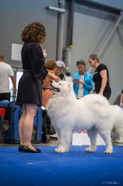 INTERCANIS Brno – Samojed
