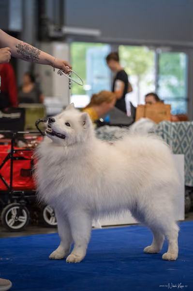 INTERCANIS Brno – Samojed