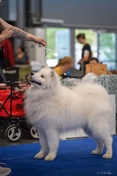 INTERCANIS Brno – Samojed