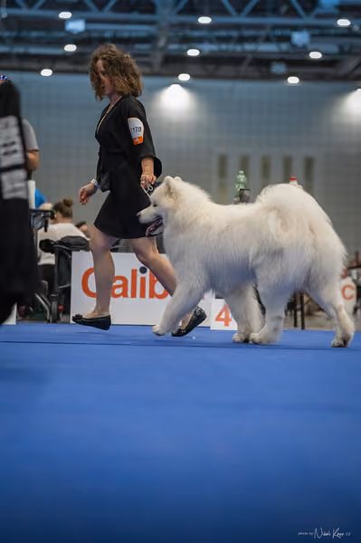 INTERCANIS Brno – Samojed